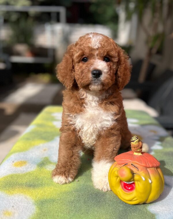 Tom Cavapoo