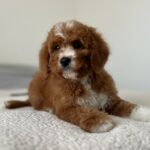 Tom-male-cavapoo-puppy-for-sale- (1)