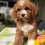 Tom-male-cavapoo-puppy-for-sale-1 (2)