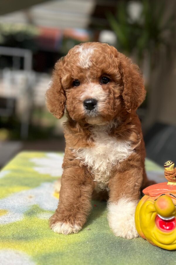 Tom Cavapoo