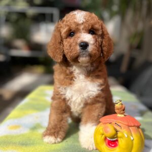 Tom Cavapoo