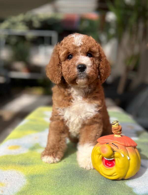 Tom Cavapoo