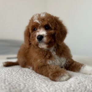 Tom Cavapoo