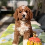 Tom-male-cavapoo-puppy-for-sale-1 (4)