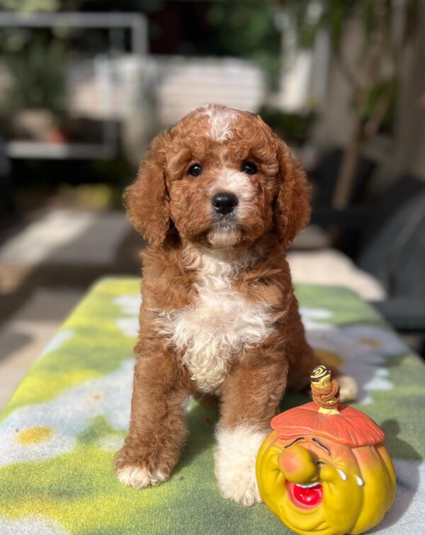 Tom Cavapoo