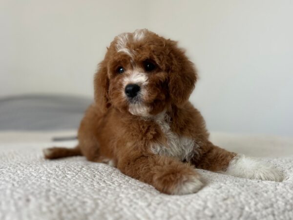 Tom Cavapoo