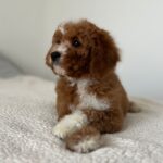 Tom-male-cavapoo-puppy-for-sale- (2)