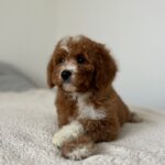 Tom-male-cavapoo-puppy-for-sale- (3)