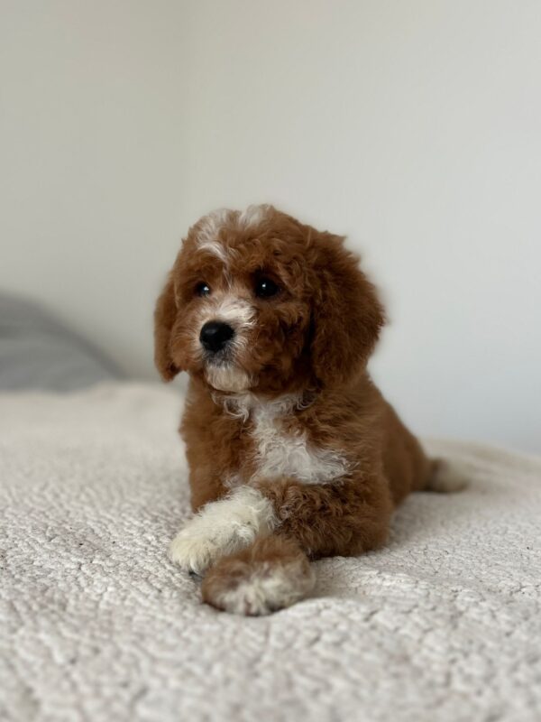 Tom Cavapoo