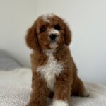 Tom-male-cavapoo-puppy-for-sale- (4)