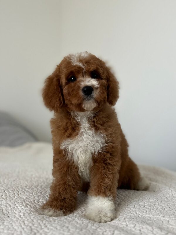 Tom Cavapoo
