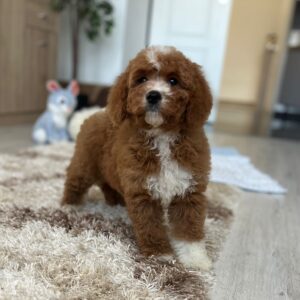 Tom Cavapoo
