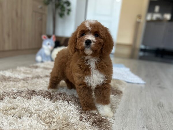 Tom Cavapoo