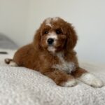 Tom-male-cavapoo-puppy-for-sale- (6)
