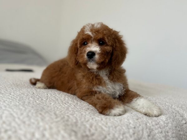 Tom Cavapoo