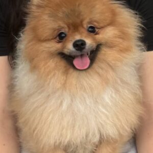 Tommy Pomeranian