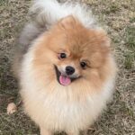 Busya Pomeranian