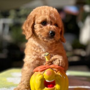 Tori Cavapoo