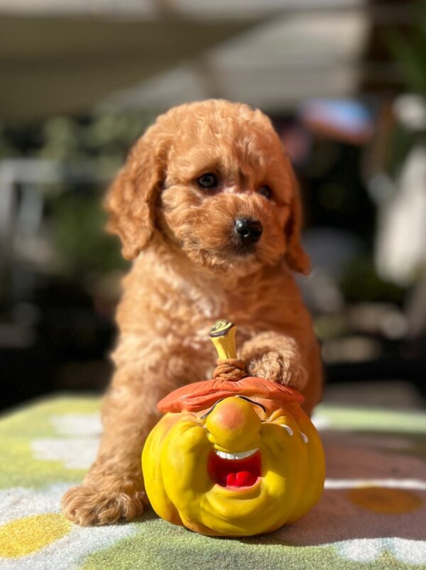 Tori Cavapoo