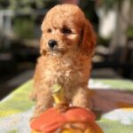 Tori-female-cavapoo-puppy-for-sale-1 (2)