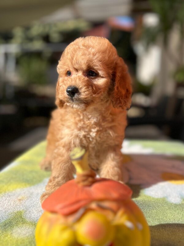 Tori Cavapoo