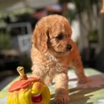 Tori-female-cavapoo-puppy-for-sale-1 (3)