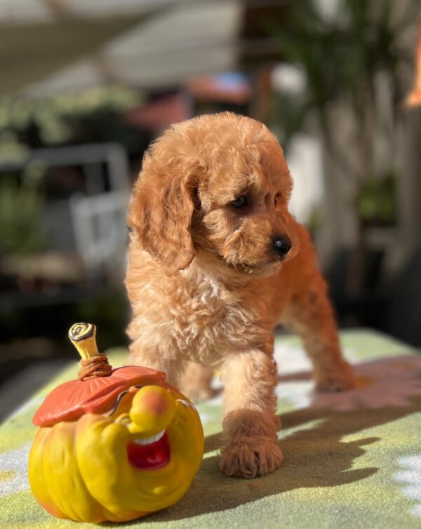 Tori Cavapoo