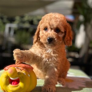 Tori Cavapoo