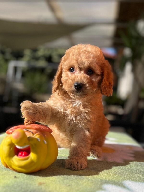 Tori Cavapoo
