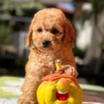 Tori-female-cavapoo-puppy-for-sale-1 (5)