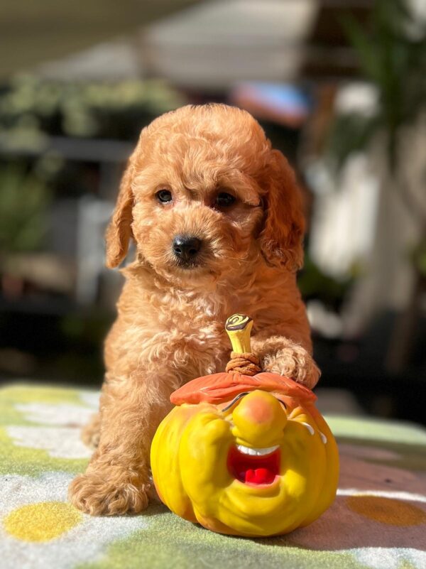 Tori Cavapoo