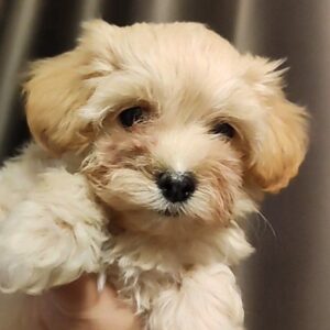 Trissa Maltipoo