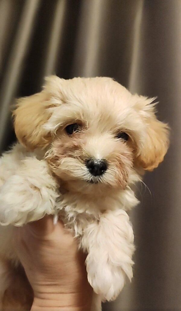 Trissa Maltipoo