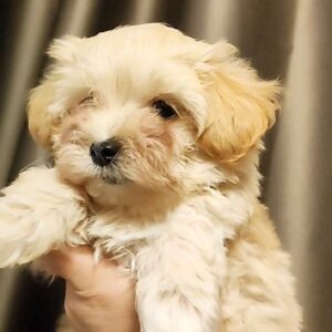 Trissa Maltipoo