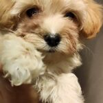 Trissa-female-Maltipoo-puppy-for-sale-3