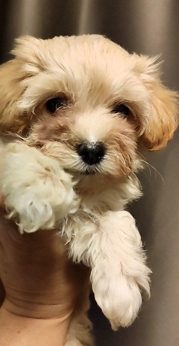 Trissa Maltipoo