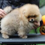 Trunk-male-Pomeranian-puppy-for-sale-1