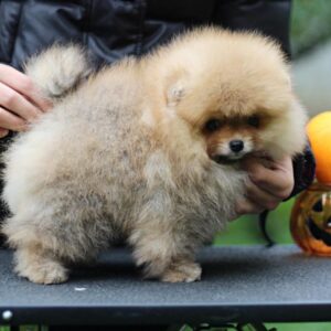 Trunk Pomeranian