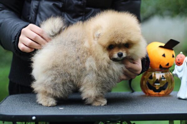 Trunk Pomeranian