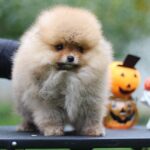 Trunk-male-Pomeranian-puppy-for-sale-2