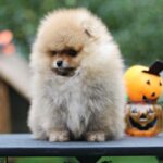 Trunk-male-Pomeranian-puppy-for-sale-3