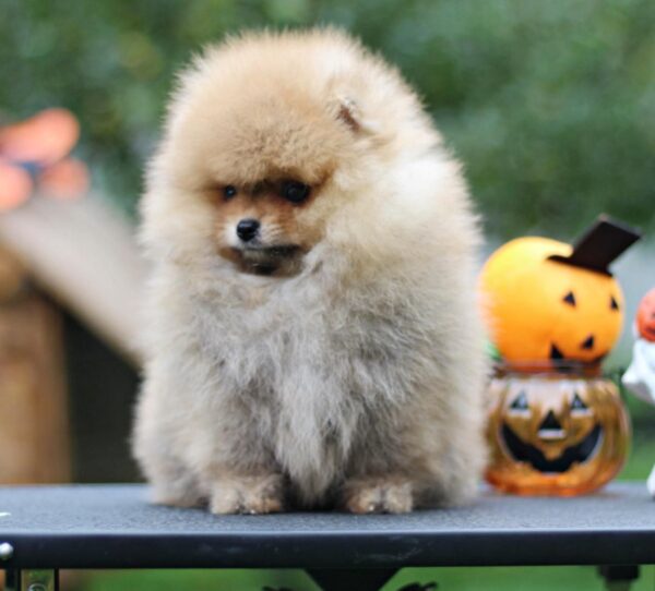 Trunk Pomeranian