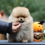Trunk-male-Pomeranian-puppy-for-sale-4