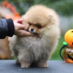 Trunk-male-Pomeranian-puppy-for-sale-5
