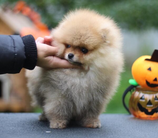 Trunk Pomeranian