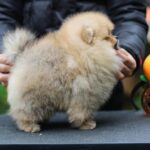 Trunk-male-Pomeranian-puppy-for-sale-6