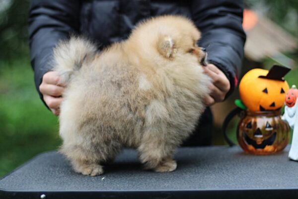 Trunk Pomeranian