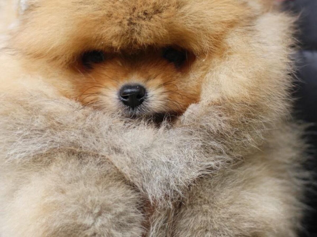 Pomeranian Puppies for Sale Healthy, Purebred Dogs from NewDoggy