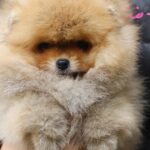 Shoun Pomeranian