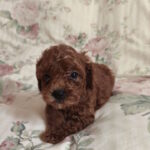 Ulma-female-toy-poodle-puppy-for-sale-1 (1)